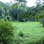 Rare Central New York Hart’s-Tongue Fern helps scientists track climate change