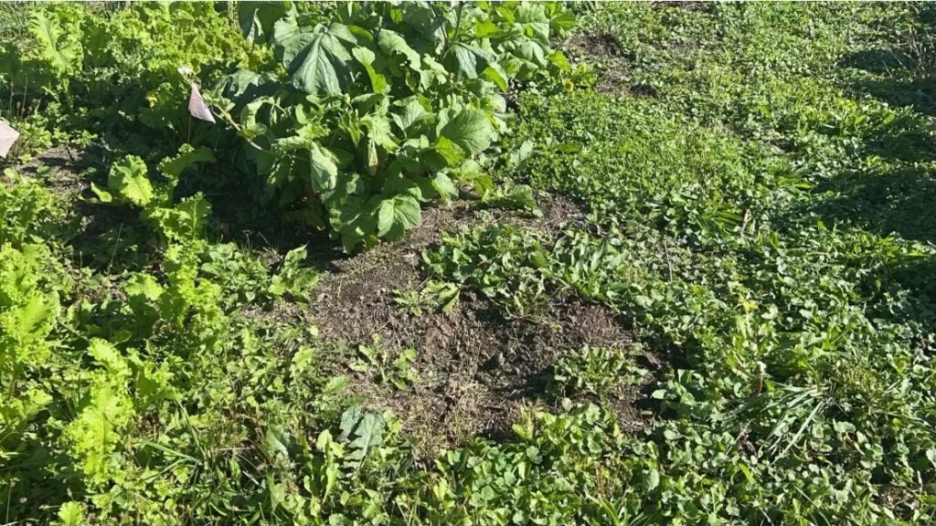 The soil and green produce of a farm in Syracuse, NY under the bright sun.