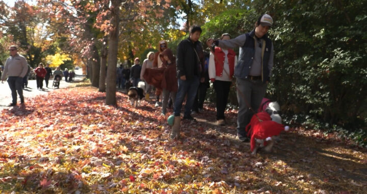 Owners walking their dogs in the parade.