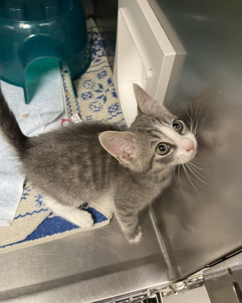 A small cat from HumaneCNY sitting and looking up.