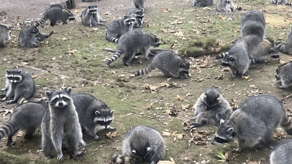 Many raccoons