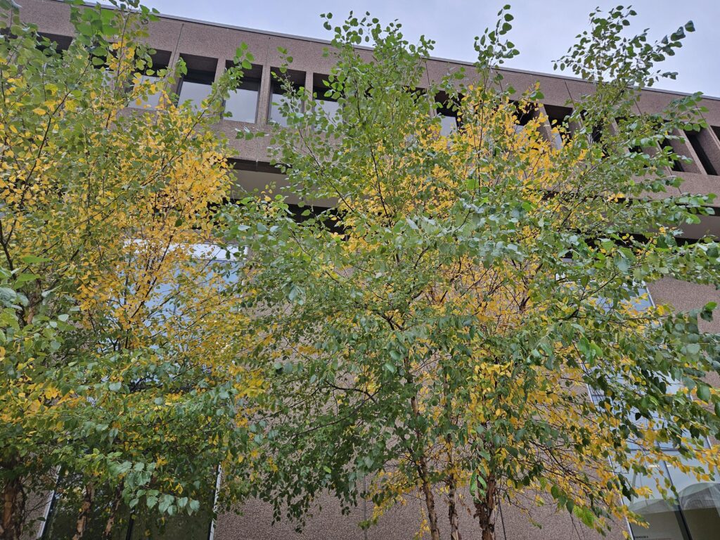 yellow and green leaves on a tree in Syracuse