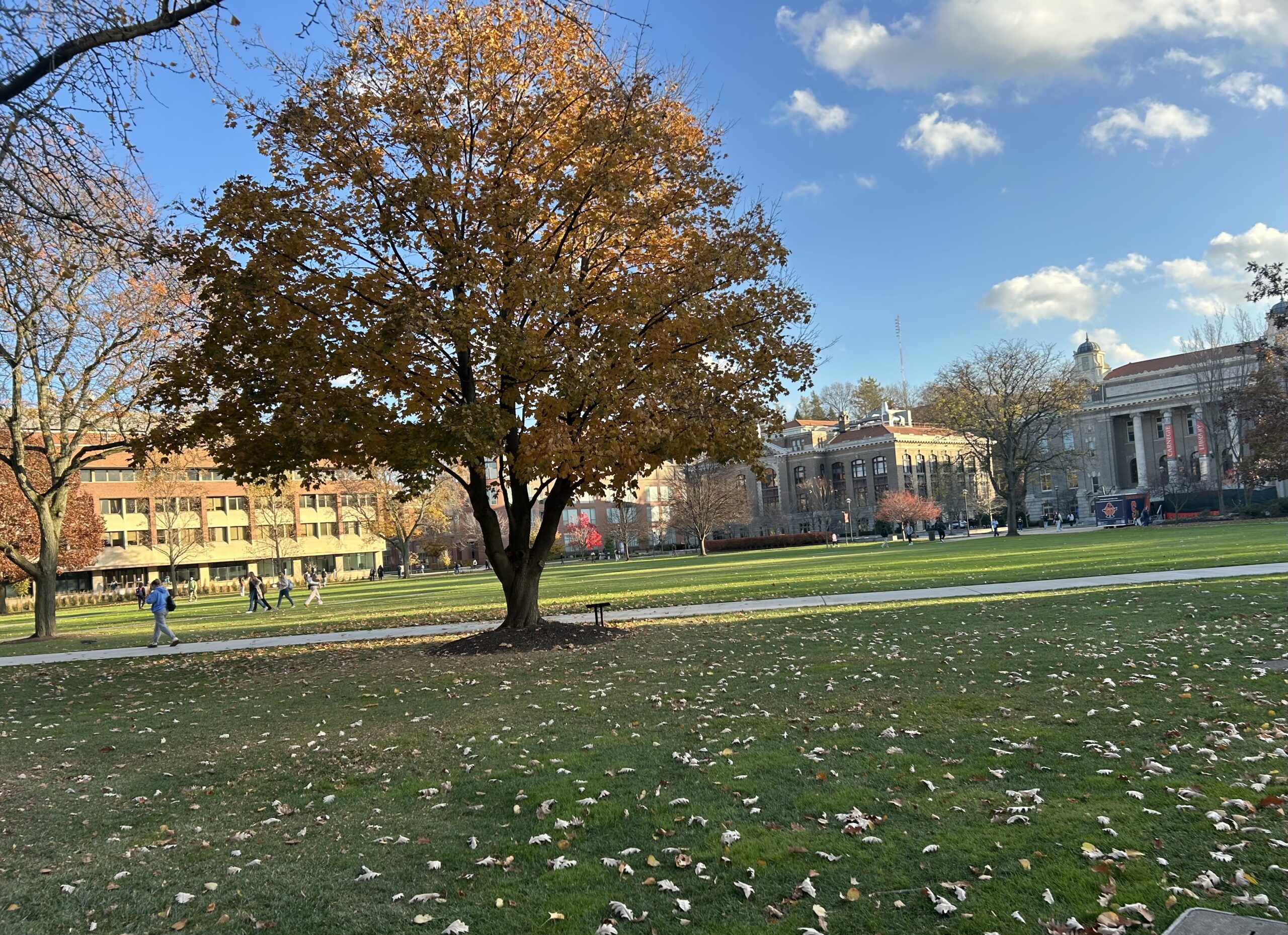 Fall tree with leaves falling off it and the sun shining