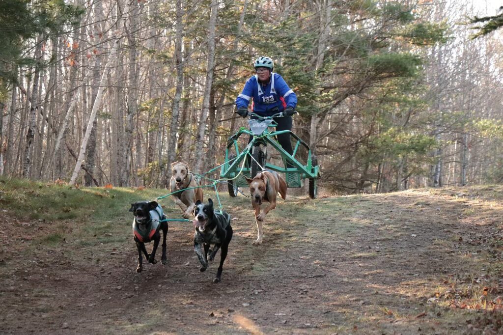 Women on a bike, leading dogs on dry land.