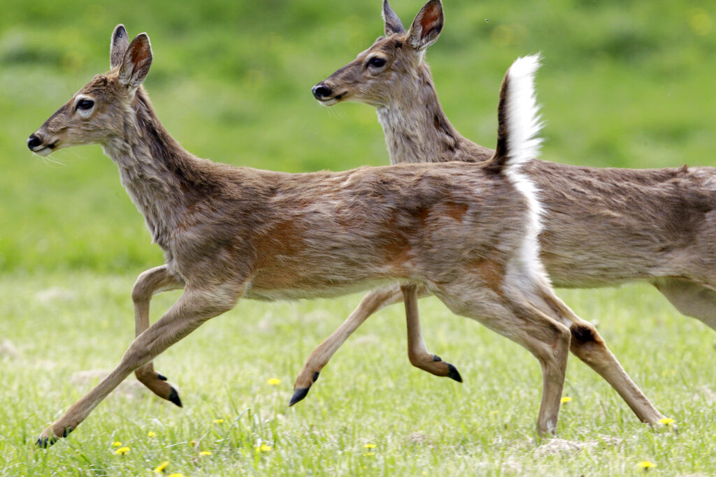 Deer run across a meadow during the warm spring weather