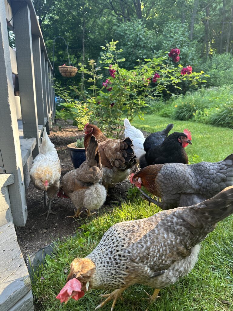 Chickens from the "Rent The Chicken" program roam in a Fayetteville resident's yard.
