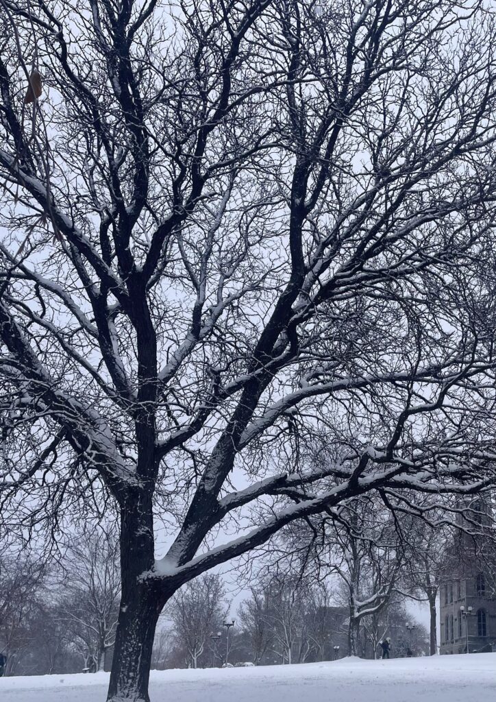 Tree covered in snow in Central New York.