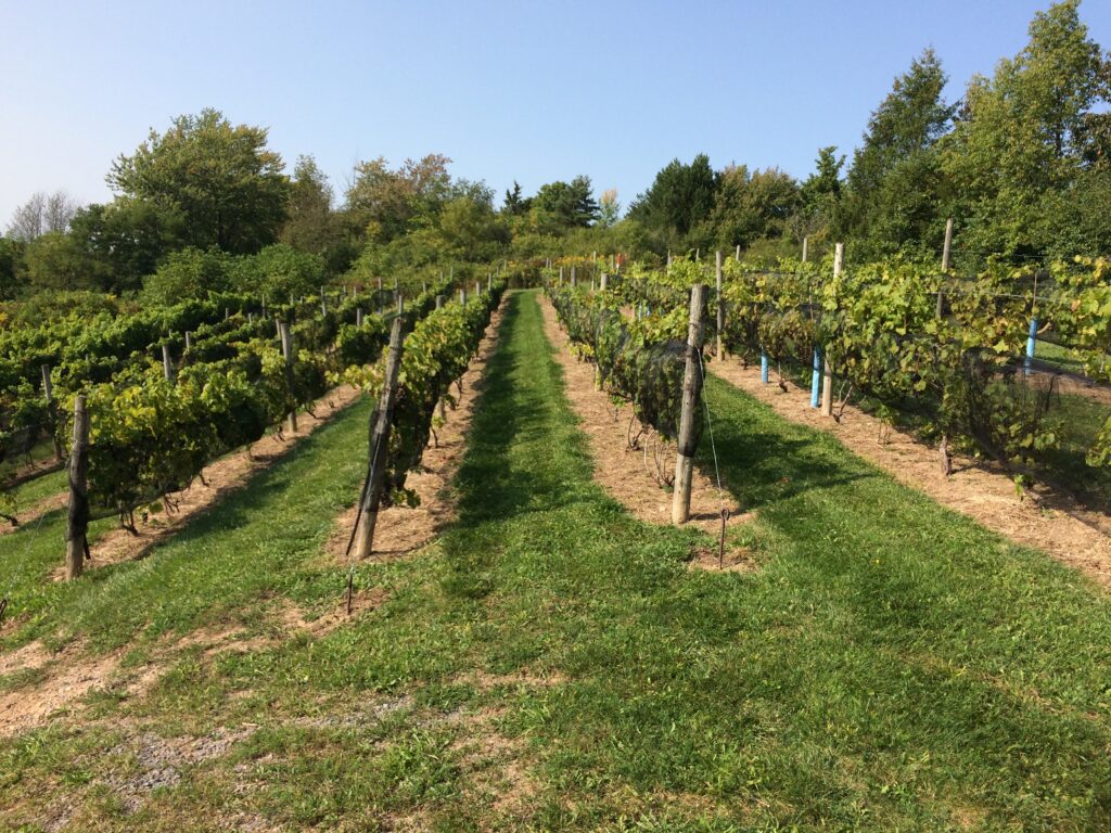 Rows of grapes growing at CJS Winery during the summer.