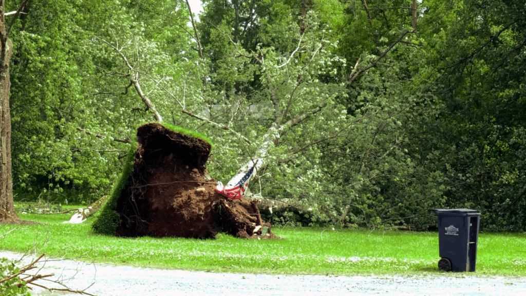 A Small tree lies on its side, uprooted from the ground, with the American Flag still upright into the side of the roots.