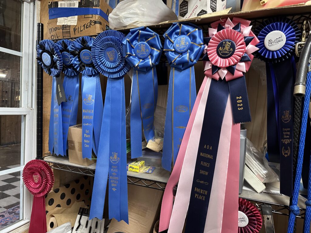 Awards won by the alpacas at fleece shows.