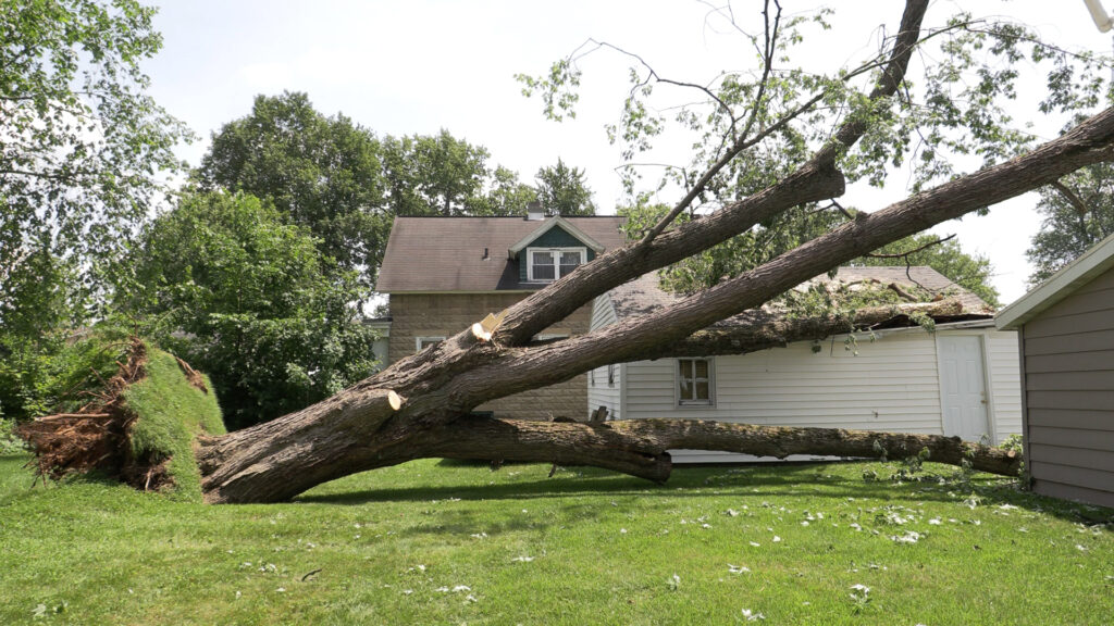 Downed tree in Rome, N.Y. neighborhood. The tree is uprooted and sitting in the middle of a lawn. Some of the brances are on the next-door garage. 