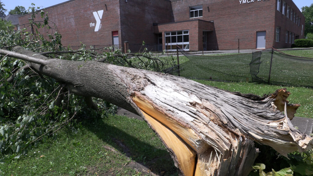 Downed tree splitting from the trunk in front of the Rome YMCA.