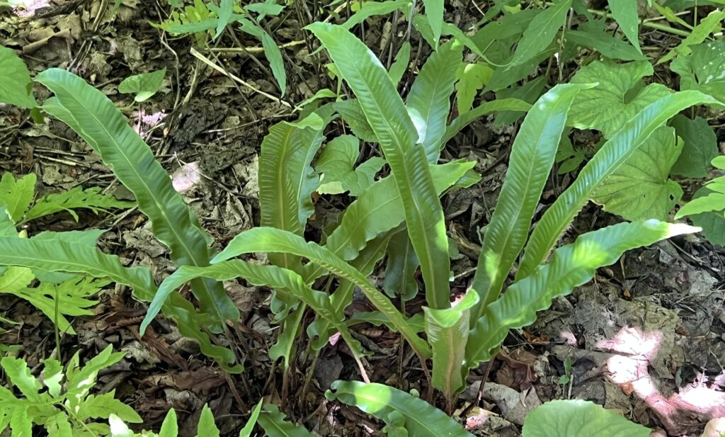 Hart's-Tongue Ferns at Clark Reservation State Park
