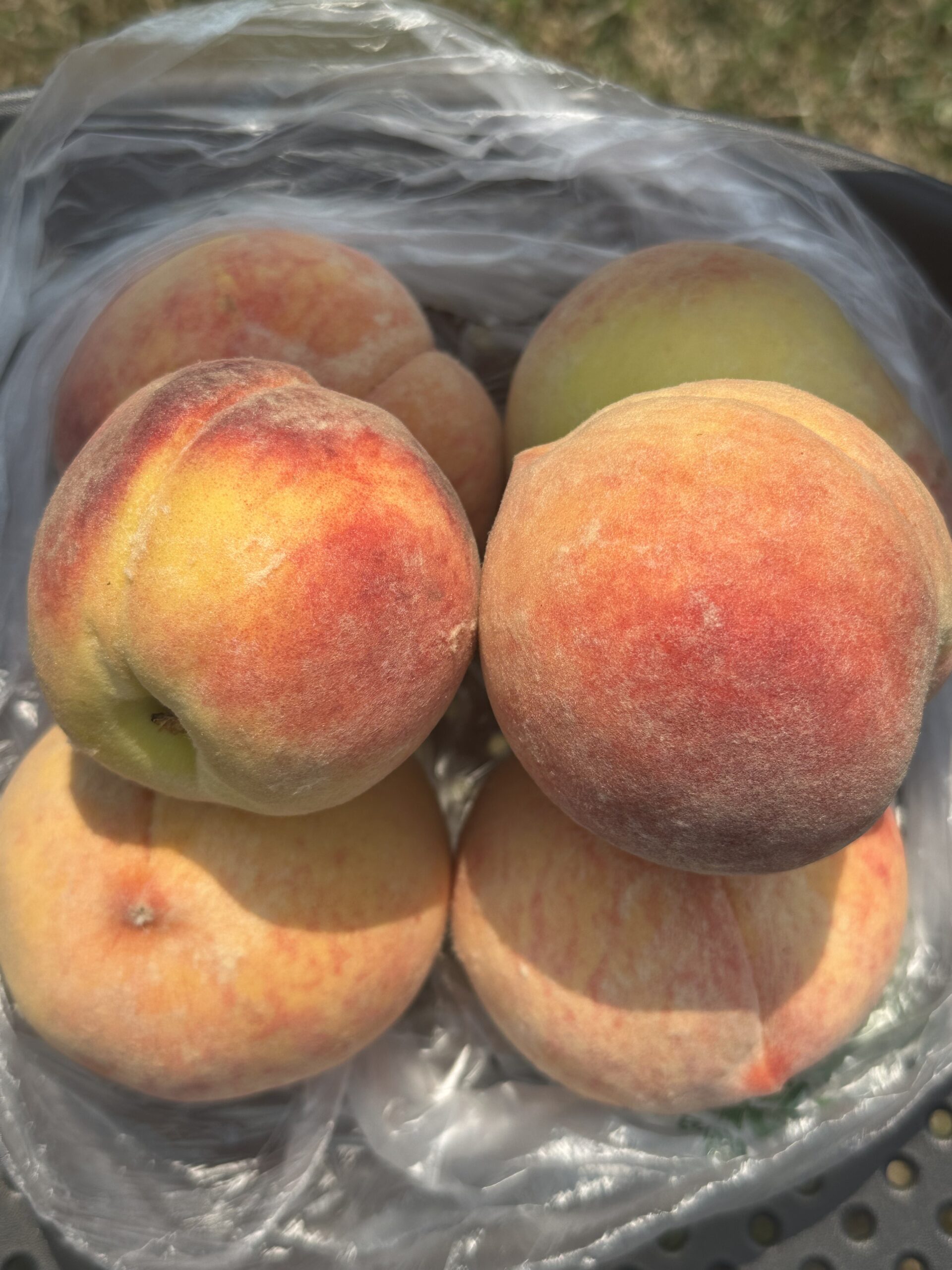 Close-up of fresh peaches in a plastic bag
