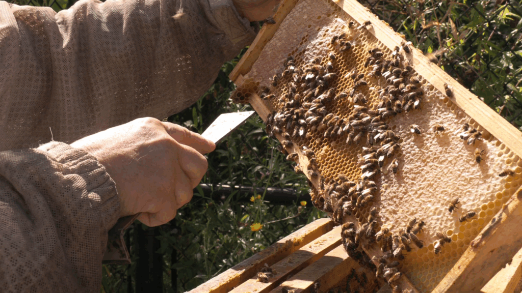 Man holds part of a beehive