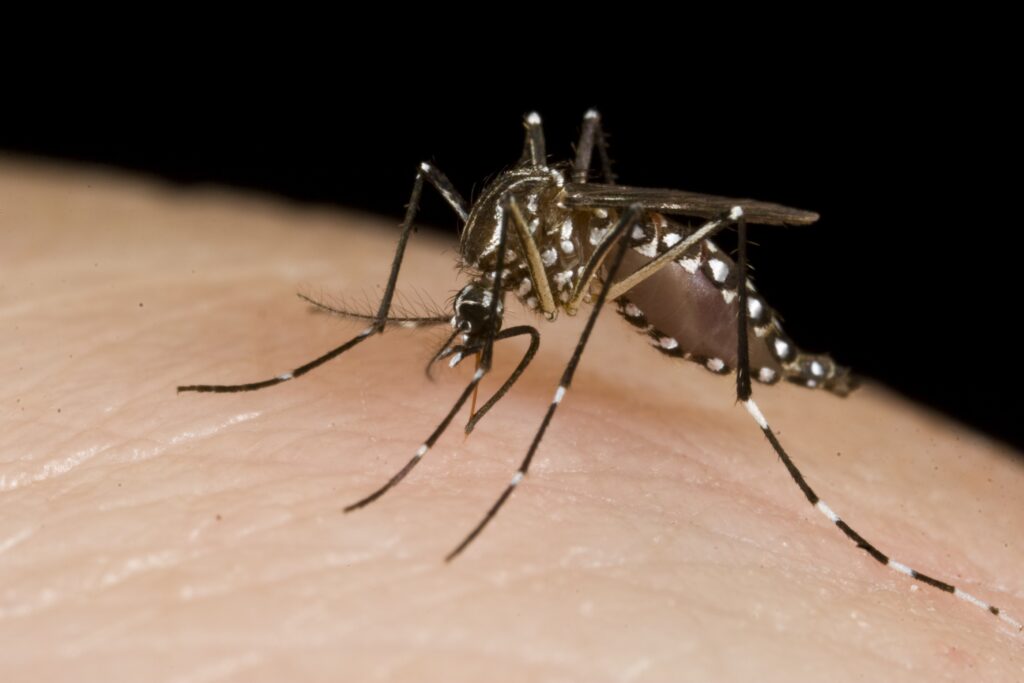 a mosquito on skin