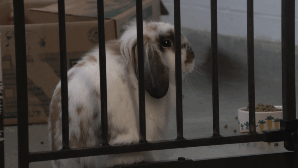 A guniea pig waits behind a closed fence.