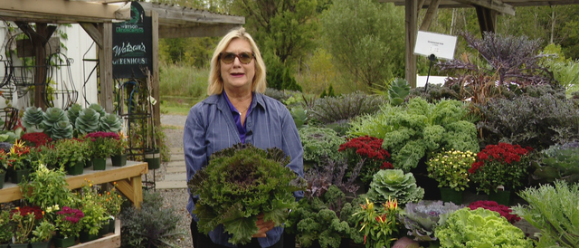 Carol Watson features kale in gardening update video by CNYCentral. Photo by Melanie Johnson, CNYCentral.