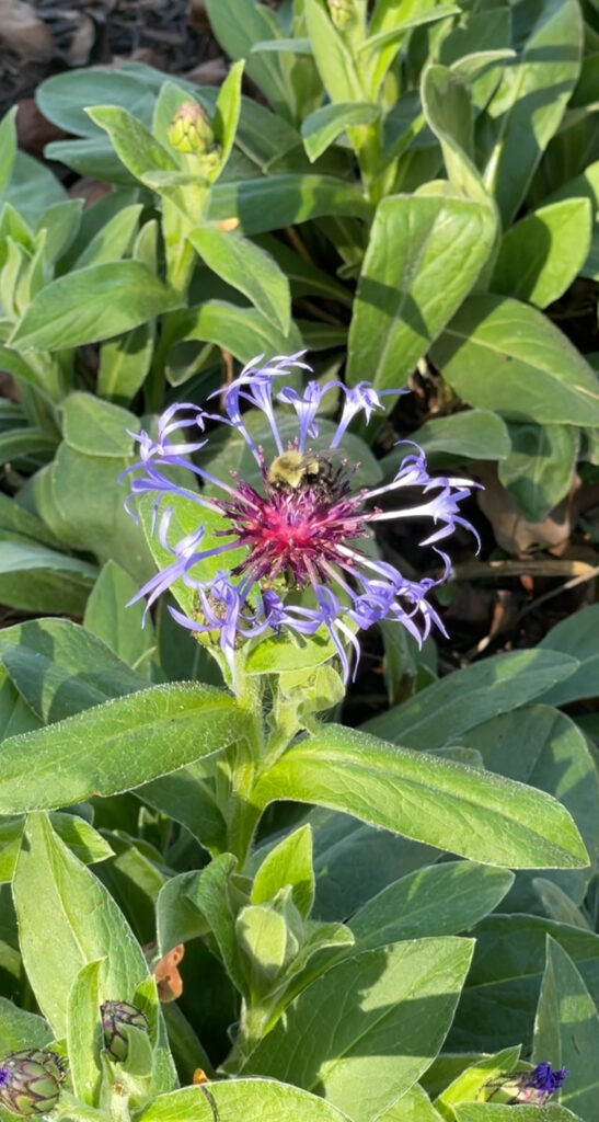A bee getting pollen from a purple and pink flower.