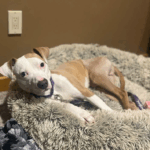 Local shelter pup turns trauma into a love for car rides