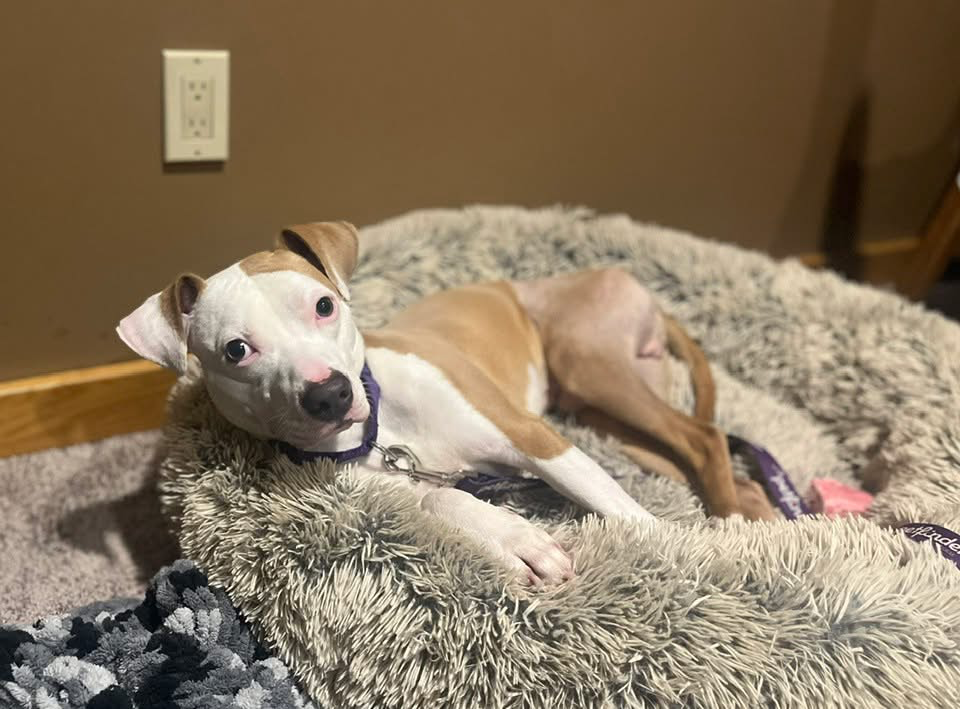 A small white dog with brown spoltches on his body and ears lays in a white fluffy bed with a purple collar