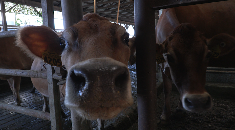 Cow staring at camera.