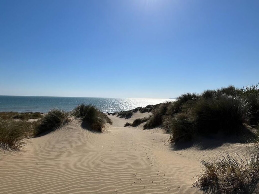 The sun reflects off the water on the beach with sand and weeds surrounding. 