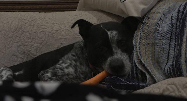 A dog bites a carrot while sitting on a couch.