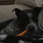 ‘Pets are not presents’: Post-holiday surrenders show need for adoption education