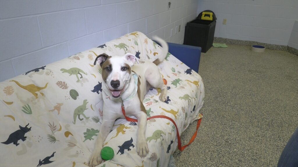 Dog sitting on couch with tennis ball and red leash.