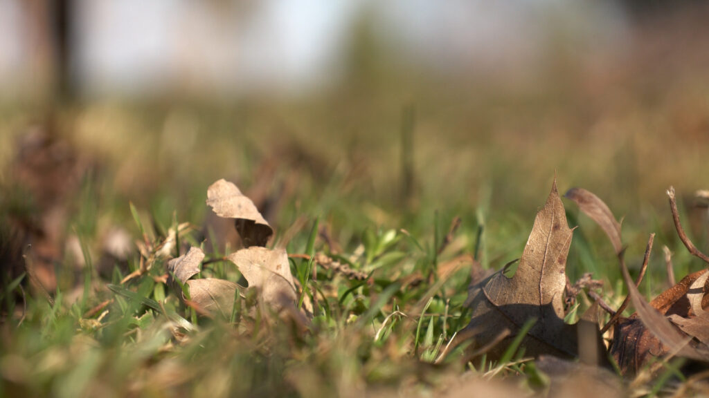 Dead leaves and grass on a spring day in Syracuse. © Sophia Braun 2026. 