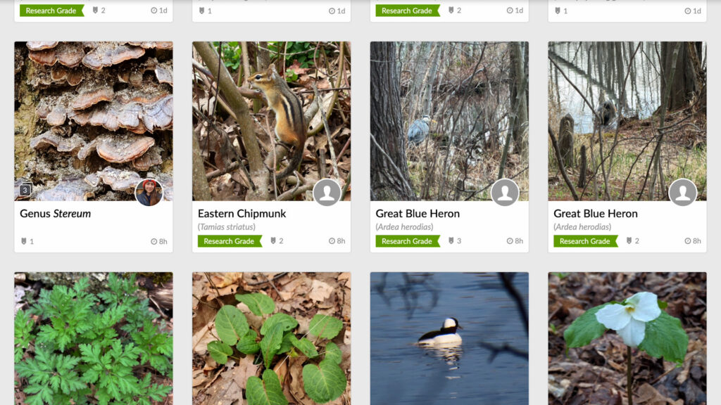 A list of species that have been observed at Beaver Lake Nature Center in Lysander, NY