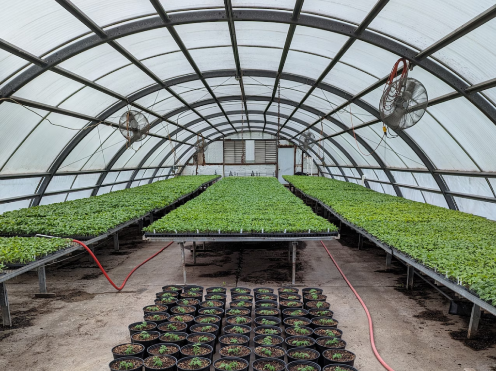 Inside greenhouses at Reeves Farms