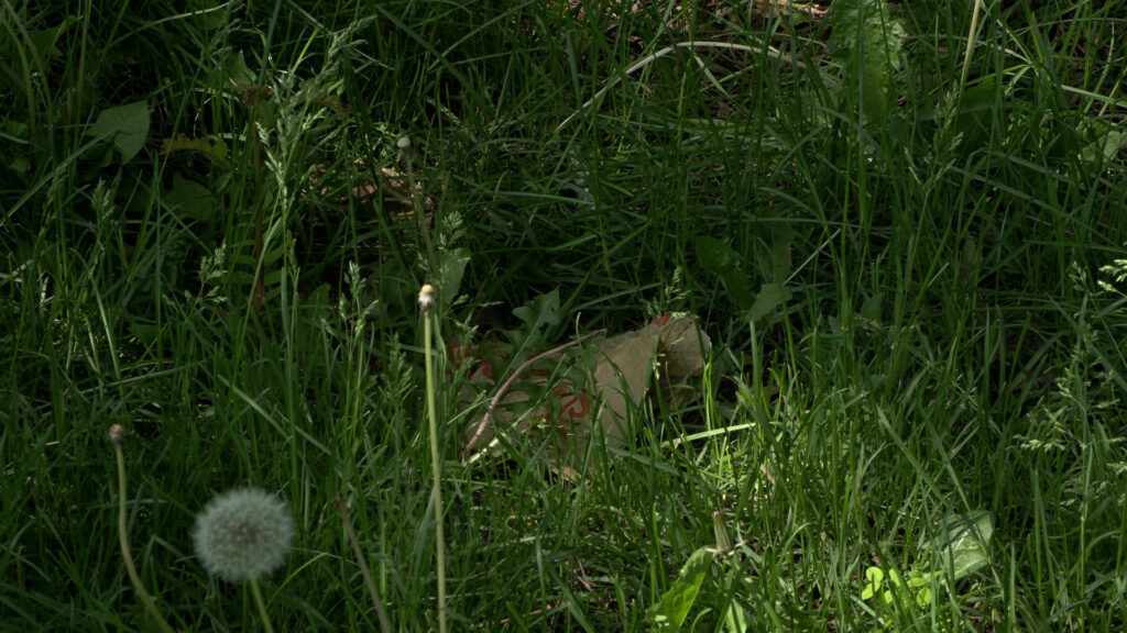 Overgrown park gras, with a brown crumbled CVS bag buried beneath