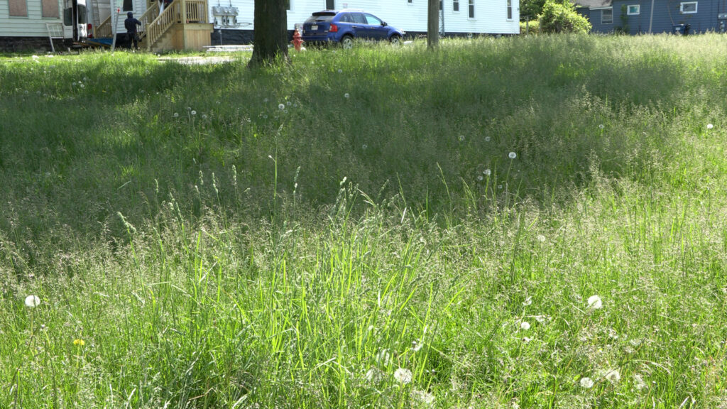 Tall grass with white dandelions in a park, with a street and car behind it.