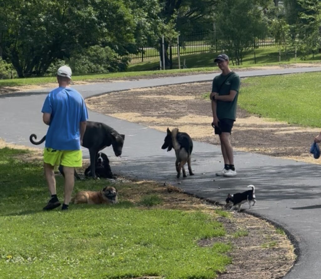 Dogs playing