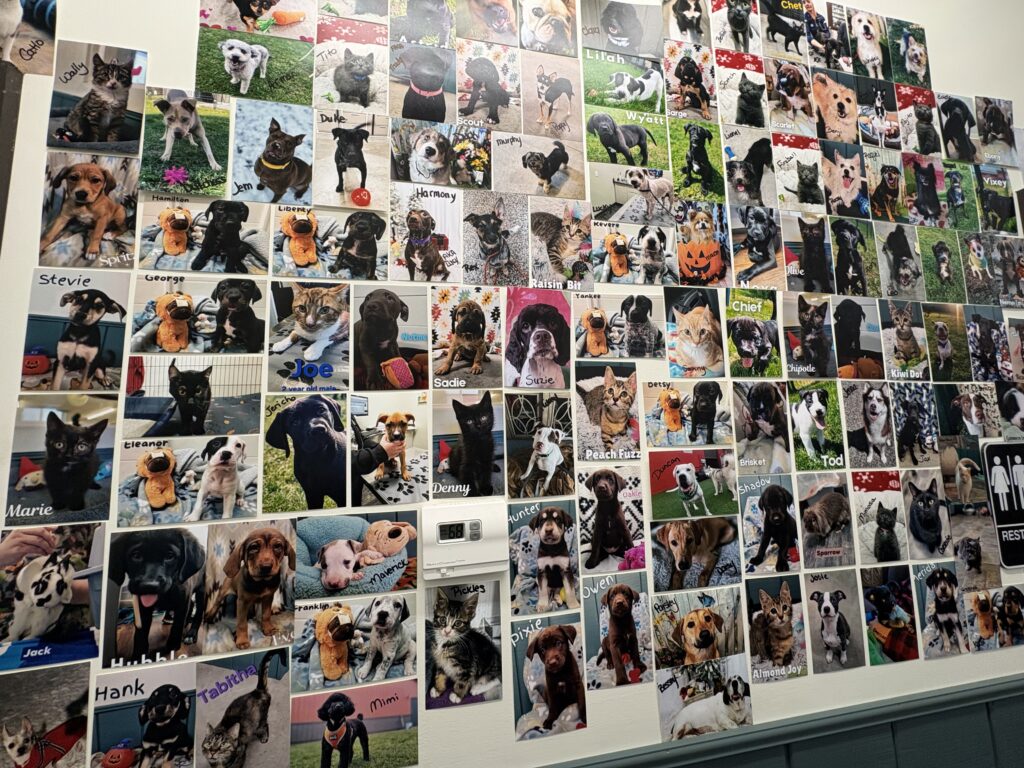 A wall inside Paws Across Oswego County displays dozens of printed photos of dogs that have been adopted through the rescue.
