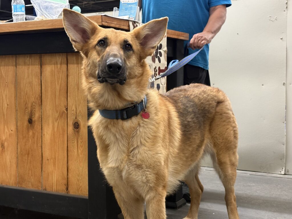 A brown-and-white dog named Nikki stands indoors, looking toward the camera. Nikki was rescued from a hoarding situation and is currently in the care of Seventh Heaven Rescue.
