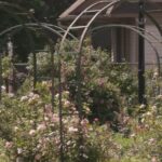 Construction project limits access during peak bloom season at Syracuse’s Mills Rose Garden