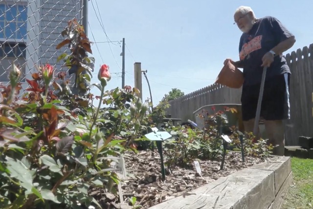An older man waters rose plants in a raised garden bed on a sunny day.