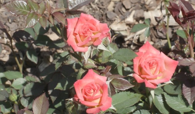 Three pink roses bloom among green leaves and unopened flower buds.