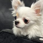 Syracuse dog shelter finds forever home