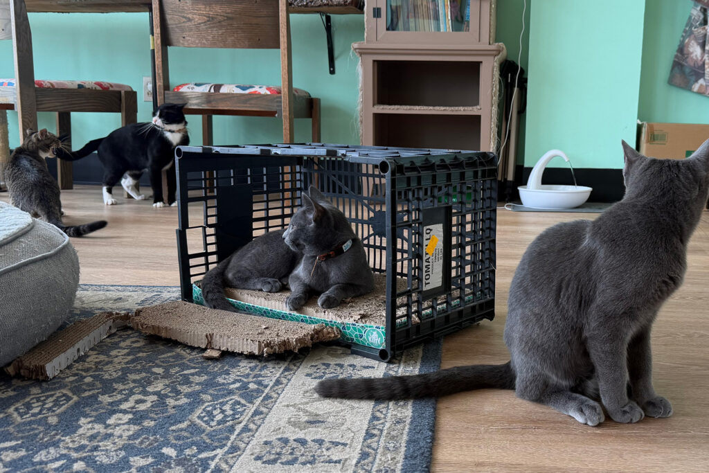 A cat sits in a milk crate.